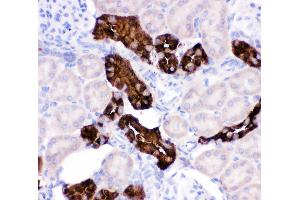 Anti-Calbindin Picoband antibody,  IHC(P): Rat Kidney Tissue