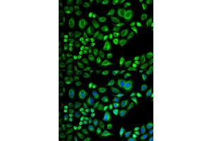 Immunofluorescence (IF) image for anti-Apolipoprotein D (APOD) antibody (ABIN1876485) (Apolipoprotein D 抗体)