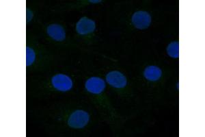 FZD10 Antibody    Sample type:  COS7 cells mock transfected   Primary Ab dilution:  1:333   Secondary Ab:  anti-rabbit-Cy2   Secondary Ab dilution:  1:500   Blue:  DAPI   Green: FZD10   Data submitted by:  Lisa Galli/Laura Burrus  San Francisco State University (FZD10 抗体)