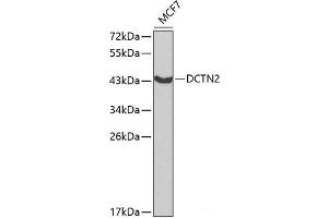 Western blot analysis of extracts of MCF-7 cells using DCTN2 Polyclonal Antibody at dilution of 1:1000. (Dynamitin 抗体)