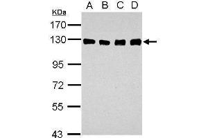 WB Image Sample (30 ug of whole cell lysate) A: A549 B: H1299 C: HCT116 D: MCF-7 7. (DDB1 抗体  (C-Term))