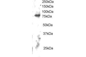 ABIN184684 staining (2µg/ml) of Human Brain lysate (RIPA buffer, 30µg total protein per lane). (ELMO2 抗体  (C-Term))