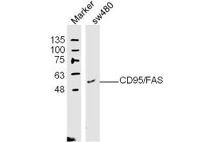 (Human Cell Line) SW480 lysates probed with Apo-1 Polyclonal Antibody, unconjugated  at 1:300 overnight at 4°C followed by a conjugated secondary antibody at 1:10000 for 60 minutes at 37°C. (FAS 抗体  (AA 81-170))