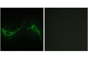 Immunofluorescence analysis of NIH-3T3 cells, using ADCY7 Antibody. (ADCY7 抗体  (AA 191-240))