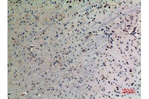 Immunohistochemistry (IHC) analysis of paraffin-embedded Mouse Brain, antibody was diluted at 1:100. (PPID 抗体  (C-Term))