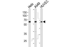 Western blot analysis of lysates from Hela, A549, HUVEC cell line (from left to right), using ESRRG Antibody (Center) (ABIN392350 and ABIN2841989). (ESRRG 抗体  (AA 189-221))