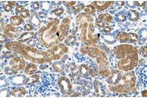 Immunohistochemical staining (Formalin-fixed paraffin-embedded sections) of human kidney with ATIC polyclonal antibody  at 4-8 ug/mL working concentration. (ATIC 抗体  (Internal Region))