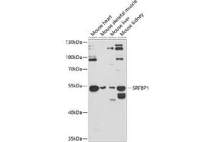 Western blot analysis of extracts of various cell lines, using SRFBP1 antibody (ABIN6132694, ABIN6148436, ABIN6148437 and ABIN6224815) at 1:3000 dilution. (SRFBP1 抗体  (AA 1-300))