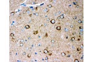 IHC-P: GLUR2 antibody testing of mouse brain tissue (GRIA2 抗体  (AA 25-360))