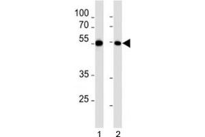 MEF2C antibody western blot analysis in 1) HL-60 and 2) K562 lysate. (MEF2C 抗体  (AA 365-394))