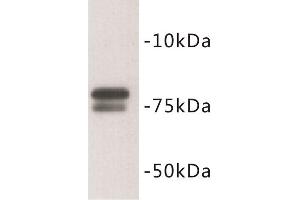 Western Blotting (WB) image for anti-Golgin A5 (GOLGA5) antibody (ABIN1854908) (GOLGA5 抗体)