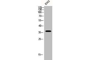 Western Blot analysis of K562 cells using BNIP-2 Polyclonal Antibody (BNIP2 抗体  (Internal Region))