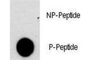Dot Blot (DB) image for anti-Nuclear Factor of Activated T-Cells, Cytoplasmic, Calcineurin-Dependent 2 (NFAT1) (pSer330) antibody (ABIN3029744)