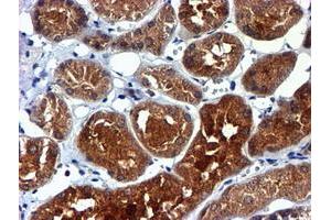 Image no. 2 for anti-NADH Dehydrogenase (Ubiquinone) Complex I, Assembly Factor 7 (NDUFAF7) antibody (ABIN1499667) (NDUFAF7 抗体)