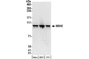 Western Blotting (WB) image for anti-Mismatch Repair Protein 2 (MSH2) (C-Term) antibody (ABIN7453440)
