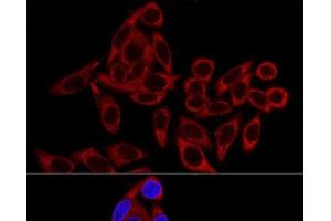 Confocal immunofluorescence analysis of HeLa cells using RRBP1 Polyclonal Antibody at dilution of 1:100.