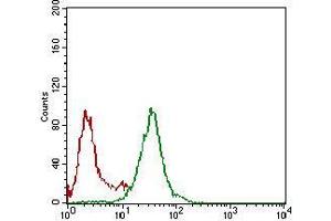 Flow cytometric analysis of Hela cells using NBN mouse mAb (green) and negative control (red). (Nibrin 抗体  (AA 467-615))