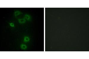 Peptide - +Immunofluorescence analysis of A549 cells, using BMX antibody.