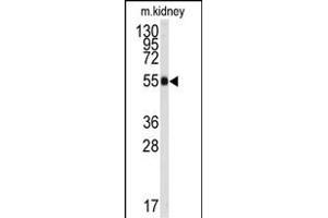 Western blot analysis of anti-ALDH9A1 Antibody (C-term) (ABIN392321 and ABIN2841971) in mouse kidney tissue lysates (35 μg/lane). (ALDH9A1 抗体  (C-Term))