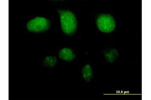 Immunofluorescence of purified MaxPab antibody to TAF7 on HeLa cell. (TAF7 抗体  (AA 1-349))