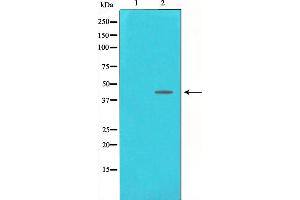Western blot analysis on NIH-3T3 cell lysate using DNA Polymerase beta Antibody,The lane on the left is treated with the antigen-specific peptide.