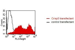 FACS analysis of BOSC23 cells using LV-2A2. (CRISP3 抗体)