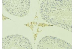 ABIN6277186 at 1/100 staining Mouse testis tissue by IHC-P. (PATE3 抗体  (Internal Region))