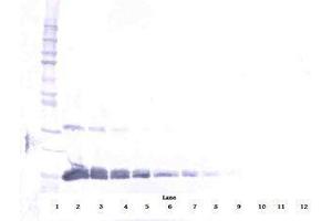 Image no. 2 for anti-Vascular Endothelial Growth Factor A (VEGFA) antibody (Biotin) (ABIN465275) (VEGFA 抗体  (Biotin))