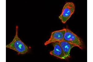 Immunofluorescence analysis of MCF-7 cells using PLCG2 mouse mAb (green). (Phospholipase C gamma 2 抗体  (AA 826-985))
