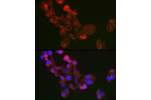 Immunofluorescence analysis of  cells using ECM1 Rabbit pAb (ABIN7267071) at dilution of 1:100 (40x lens). (ECM1 抗体  (AA 150-250))