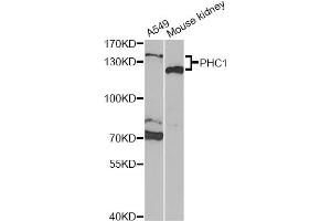 Western blot analysis of extracts of various cell lines, using PHC1 Antibody (ABIN2564499) at 1:1000 dilution. (PHC1 抗体)