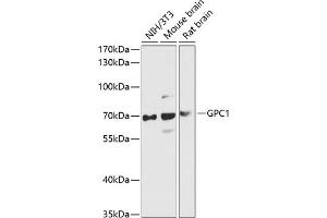 Western blot analysis of extracts of various cell lines, using GPC1 antibody (ABIN6127988, ABIN6141301, ABIN6141302 and ABIN6216848) at 1:3000 dilution. (GPC1 抗体  (AA 290-420))