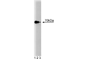 Western Blotting (WB) image for anti-Heat Shock Protein 70 (HSP70) (AA 429-640) antibody (ABIN968060)