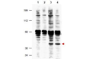 Image no. 1 for anti-Fanconi Anemia, Complementation Group F (FANCF) (Internal Region) antibody (ABIN401270) (FANCF 抗体  (Internal Region))