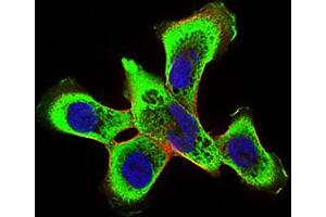Immunofluorescence (IF) image for anti-Ring Finger Protein 1 (RING1) (AA 79-263) antibody (ABIN1724897)