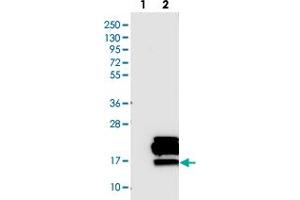 Western blot analysis of Lane 1: Negative control (vector only transfected HEK293T lysate). (PDZK1 Interacting Protein 1 (PDZK1IP1) 抗体)