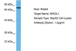 Host: Rabbit Target Name: NFE2L1 Sample Tissue: Human HepG2 Whole Cell Antibody Dilution: 1ug/ml