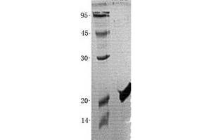 Validation with Western Blot (EDF1 Protein (His tag))