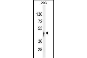 Western blot analysis in 293 cell line lysates (35ug/lane). (OR13J1 抗体  (C-Term))