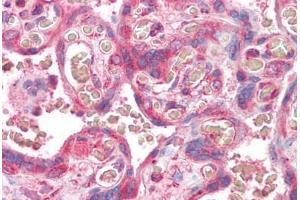 Anti-ERV3 antibody IHC staining of human placenta. (ERV3 抗体  (AA 313-323))