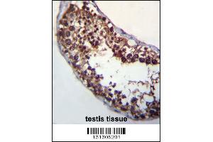 POMT1 Antibody immunohistochemistry analysis in formalin fixed and paraffin embedded human testis tissue followed by peroxidase conjugation of the secondary antibody and DAB staining. (POMT1 抗体  (C-Term))
