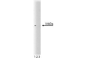 Western blot analysis of Cdk4 on a RSV-3T3 lysate. (CDK4 抗体  (AA 1-303))