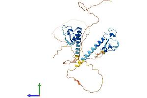 Protein Structure (PS) image for Muscleblind-Like 2 (MBNL2) (AA 1-373) protein (His tag) (ABIN7554480)