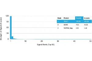 Analysis of Protein Array containing more than 19,000 full-length human proteins using TRAF1 Mouse Monoclonal Antibody (TRAF1/2770) Z- and S- Score: The Z-score represents the strength of a signal that a monoclonal antibody (Monoclonal Antibody) (in combination with a fluorescently-tagged anti-IgG secondary antibody) produces when binding to a particular protein on the HuProtTM array. (TRAF1 抗体  (AA 73-219))