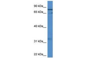 Image no. 1 for anti-G Elongation Factor, Mitochondrial 2 (GFM2) (AA 435-484) antibody (ABIN6746849) (GFM2 抗体  (AA 435-484))