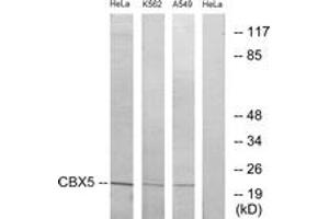 Western blot analysis of extracts from HeLa/A549/K562 cells, using CBX5 Antibody. (CBX5 抗体  (AA 41-90))