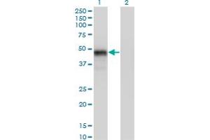 Western Blot analysis of GATA3 expression in transfected 293T cell line by GATA3 monoclonal antibody (M01), clone 1C1. (GATA3 抗体  (AA 103-200))