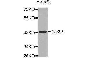 Western blot analysis of extracts of HepG2 cell line, using CD8B antibody. (CD8B 抗体  (AA 22-170))