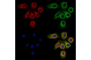 ABIN6262693 and ABIN6273257 staining HepG2 cells by IF/ICC.