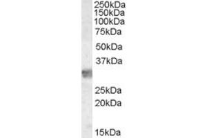 Western Blotting (WB) image for anti-Myeloid Differentiation Primary Response Gene (88) (MYD88) (Internal Region) antibody (ABIN2465254) (MYD88 抗体  (Internal Region))